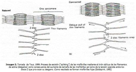 Las agüjetas y los suplementos