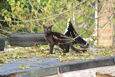 La ventana indiscreta: gato doméstico intentando cazar tórtolas turcas