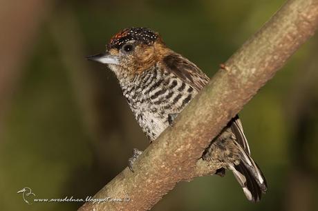Carpinterito cuello canela (Ochre-collared Piculet) Picumnus temminckii Carpinterito cuello canela (Ochre-collared Piculet) Picumnus temminckii