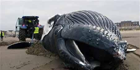 El petroleo de Canarias: Una razón para ser optimista Por un santuario de cetáceos en Canarias