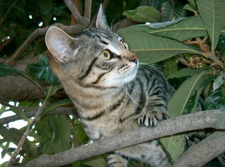 No un gato cualquiera No un gato cualquiera