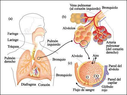 Aerosolterpia: Uso de nebulizadores para enfermedades respiratorias