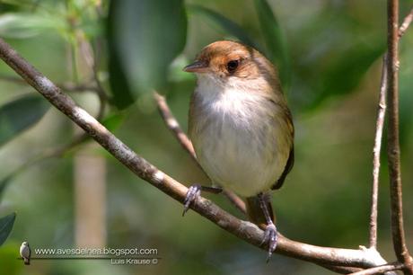 Barullero (Tawny-crowned Pygmy-Tyrant) Euscarthmus meloryphus