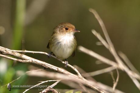 Barullero (Tawny-crowned Pygmy-Tyrant) Euscarthmus meloryphus