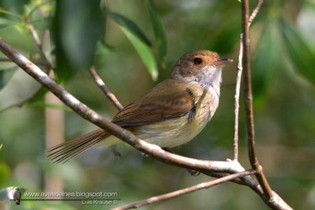 Barullero (Tawny-crowned Pygmy-Tyrant) Euscarthmus meloryphus