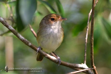Barullero (Tawny-crowned Pygmy-Tyrant) Euscarthmus meloryphus