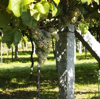 Cómplices y silenciosos.