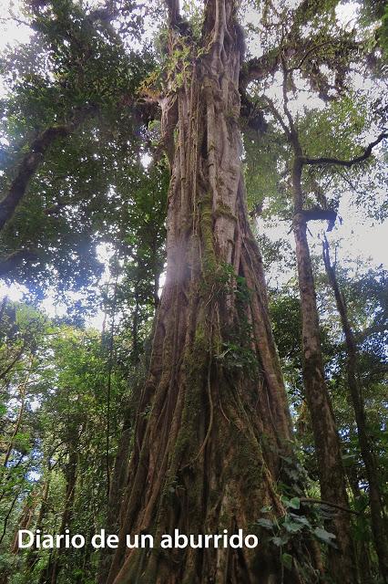 Costa Rica (2). Tierra de volcanes y café
