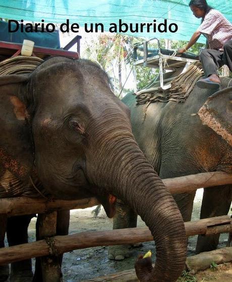 Pollo con curry verde y leche de coco (Tom Kha Kai) Un gran favorito de la cocina tailandesa