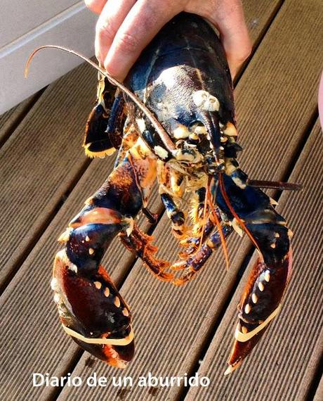 Persiguendo a los bogavantes del Mar del Norte