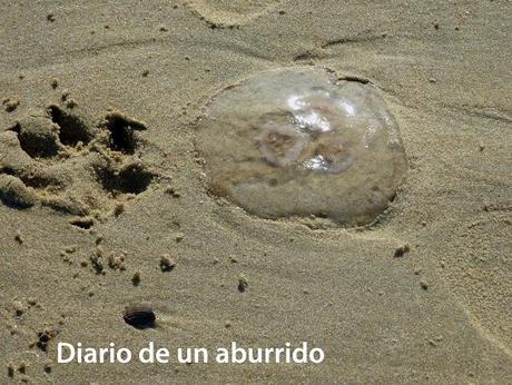 Persiguendo a los bogavantes del Mar del Norte