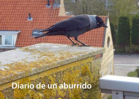 Persiguendo a los bogavantes del Mar del Norte