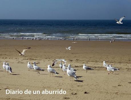Persiguendo a los bogavantes del Mar del Norte