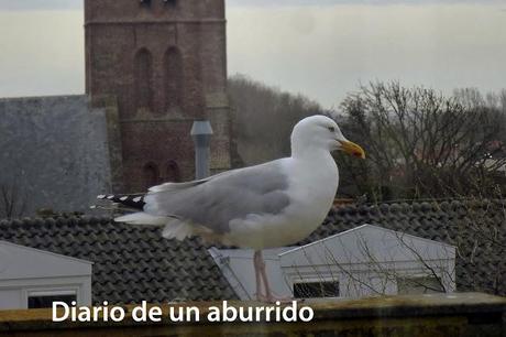 Persiguendo a los bogavantes del Mar del Norte