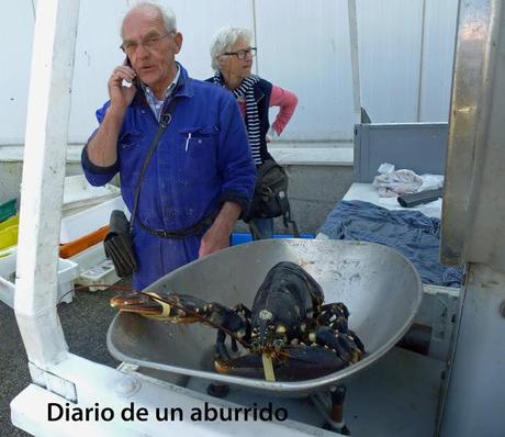 Persiguendo a los bogavantes del Mar del Norte