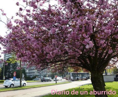 Los cerezos en flor del valle del Jerte
