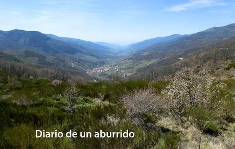 Los cerezos en flor del valle del Jerte