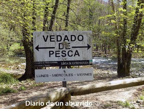 Los cerezos en flor del valle del Jerte