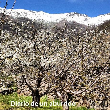 Los cerezos en flor del valle del Jerte