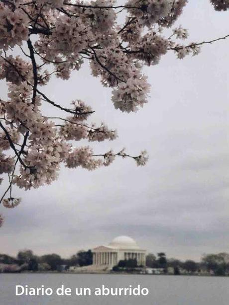 Los cerezos en flor del valle del Jerte