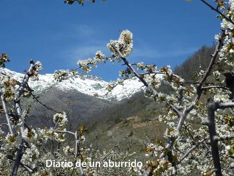 Los cerezos en flor del valle del Jerte