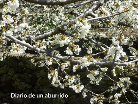 Los cerezos en flor del valle del Jerte