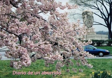 Los cerezos en flor del valle del Jerte
