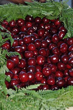 Los cerezos en flor del valle del Jerte