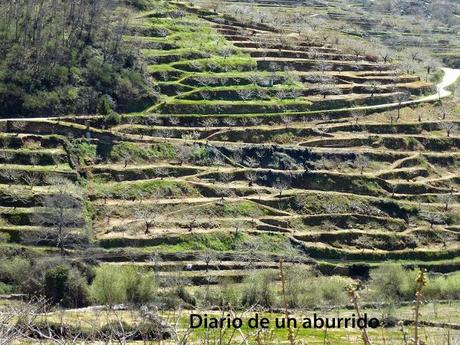 Los cerezos en flor del valle del Jerte