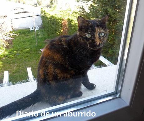 Los cerezos en flor del valle del Jerte