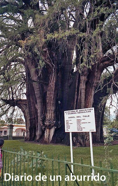 Recuerdos de Oaxaca