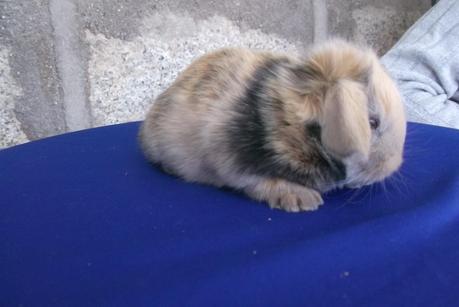 Ponyo - 1 month holland lop rabbit