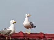 gaviotas tejado...