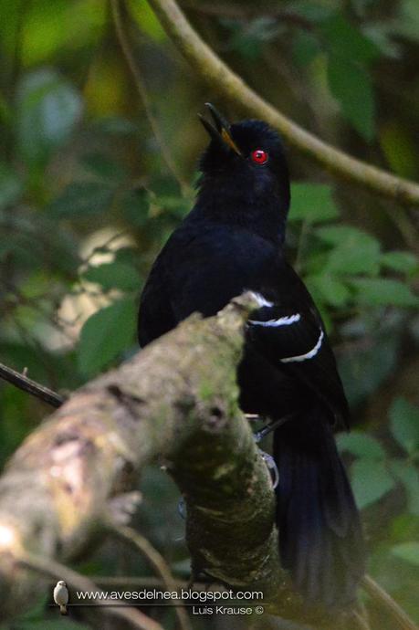 Batará negro (White shouldered Fire-Eye) Pyriglena leucoptera