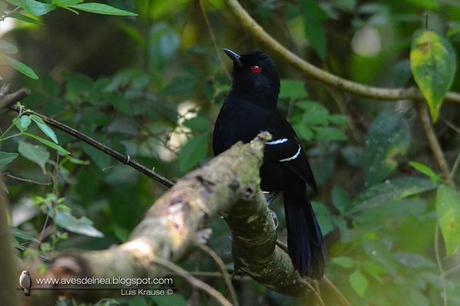 Batará negro (White shouldered Fire-Eye) Pyriglena leucoptera