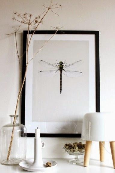 El significado de las libélulas en el Feng Shui