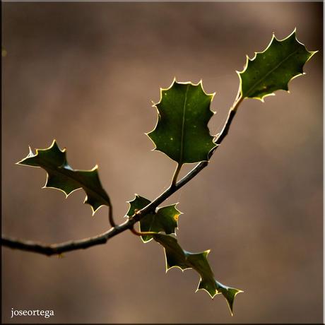 Bosque, 