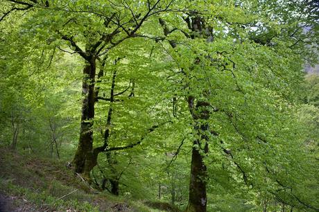 Bosque, 