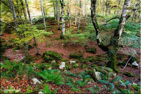 Bosque, 