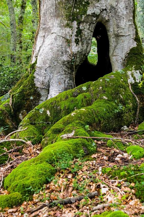 Bosque, 