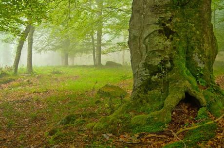 Bosque, 