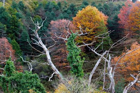 Bosque, 