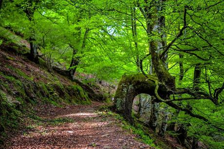 Bosque, 