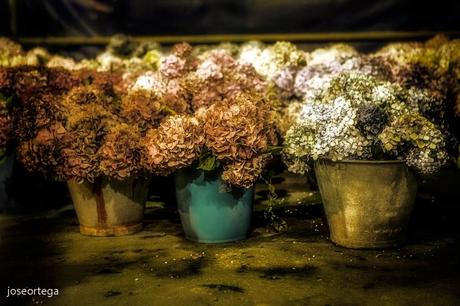 Batalla floral de Laredo.