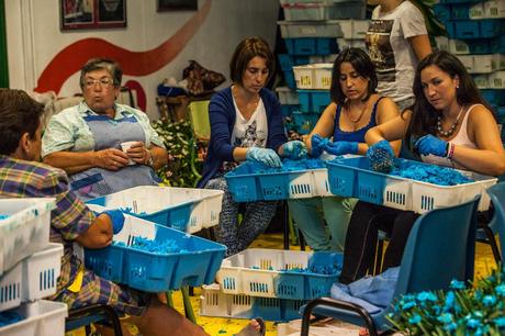 Batalla floral de Laredo.