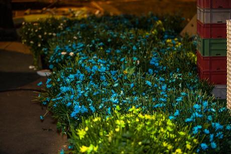 Batalla floral de Laredo.