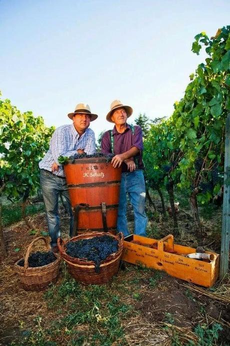 F. Schatz, equilibrio y armonia