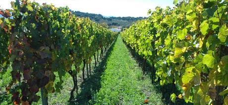 F. Schatz, equilibrio y armonia