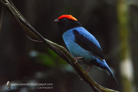 Bailarín azul (Swallow-tailed Manakin) Chiroxiphia caudata