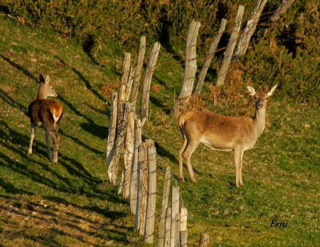 POR ESOS MONTES DE CANTABRIA